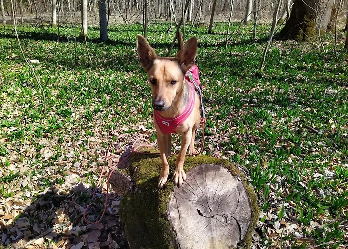 Appartamento Roetzer